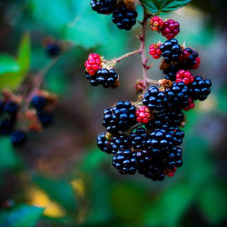 Blackberry Juice/Mora 21 oz
