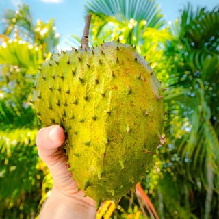 Soursop Juice/Guanabana  21 oz
